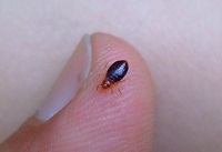 EZ Bed Bug Exterminator Las Vegas's Photo